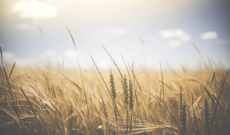 Barley